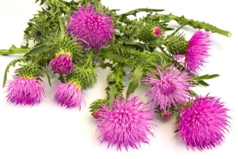 Burdock flowers Stock Photos