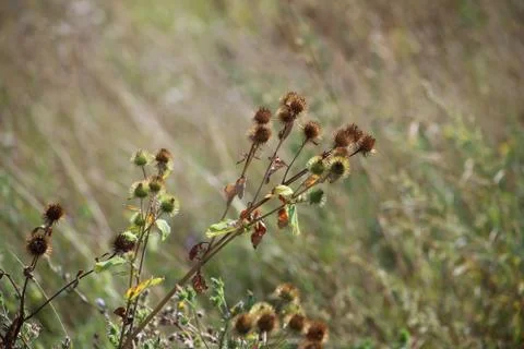 Burdock flowers. Stock Photos