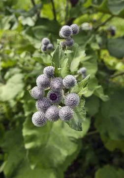 Burdock flowers in spring Stock Photos