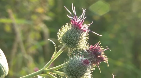 Burdock Stock Footage 7765916