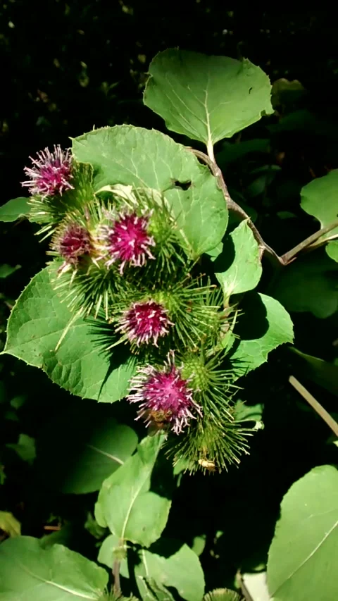 Burdock Stock Footage 145166217