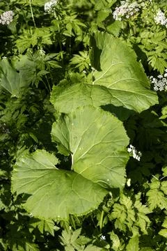 Burdock in Forest clearing with summer vegetation and peaceful atmosphere Stock Photos