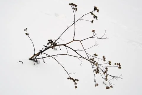 Burdock heads Stock Photos