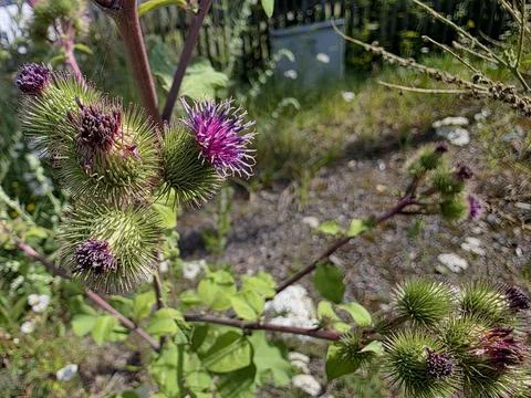 Burdock Inflorescence Showcasing Prickly Spherical Baskets in Bloom Stock Photos