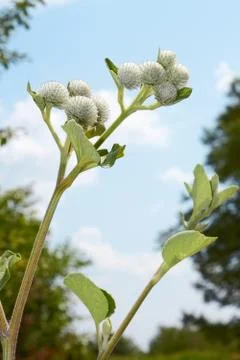 Burdock inflorescences Stock Photos
