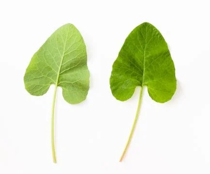 Burdock leaf on both sides on a white background. Stock Photos