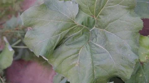 Burdock leaf Stock Footage 248466635