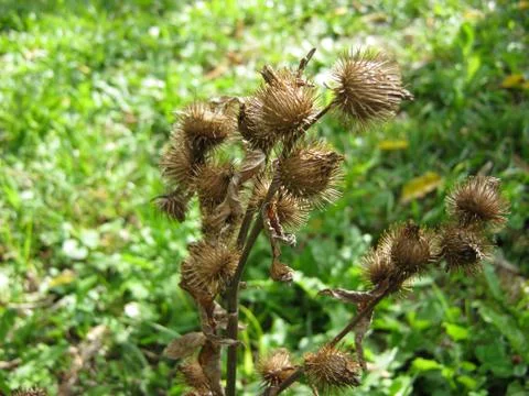 Burdock Stock Photos