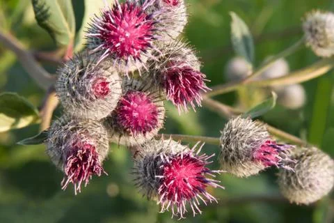 Burdock Stockfoto's