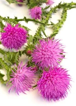 Burdock Stock Photos