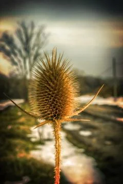 Burdock. Stock Photos