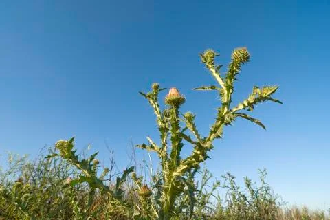 Burdock 写真素材