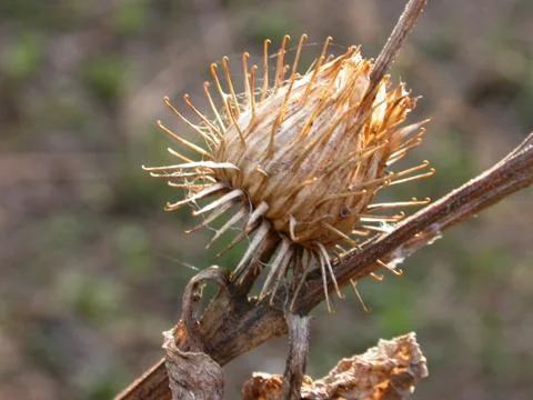 Burdock Stock Photos
