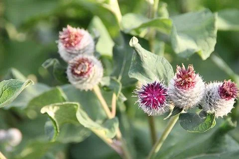 Burdock Stock Photos