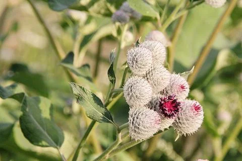 Burdock Stock Photos