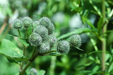 Burdock plant Stock Photos