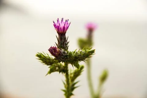 Burdock plant Stock Photos