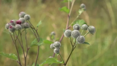 Burdock plant waving in the wind Stock Footage 239587223