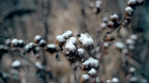 Burdock prickly head under snow Stock Footage 67171106