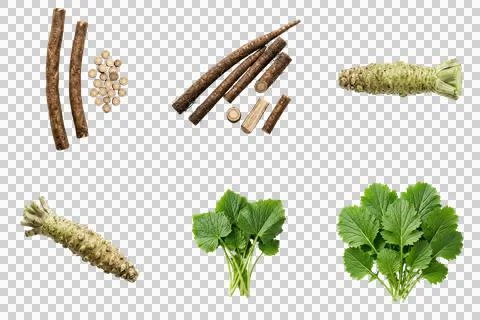 Burdock root and fresh wasabi rhizome collection isolated on transparent gr.. 写真素材