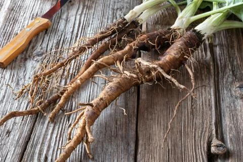 Burdock roots on a table Stock Photos