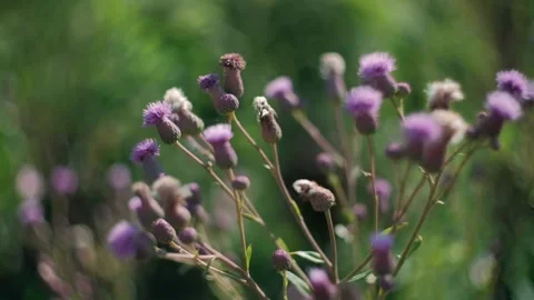 Burdock sways. Branches sway from the wind in clear, good weather Stock Footage 140344161
