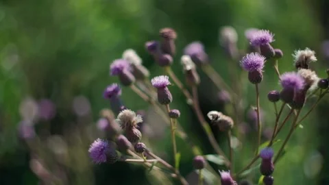 Burdock sways. Branches sway from the wind in clear, good weather Stock Footage 140358897