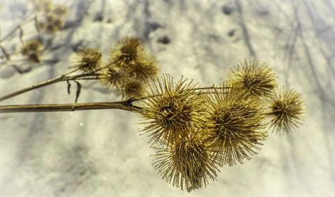 Burdock thorns on the background of spring snow Stock Photos