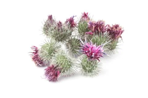 Burdock thorns Stock Photos