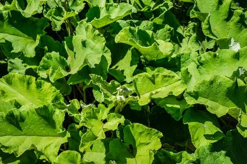 Burdock weeds Stock Photos