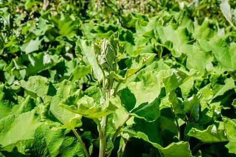 Burdock weeds Stock Photos