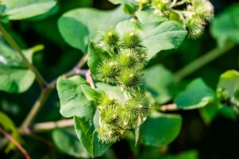 Burdock weeds Stock Photos