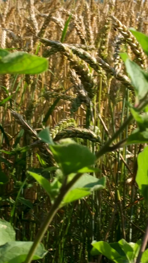 Burdock on a wheat field Burdock arctium lappa near agricultural wheat field Stock Footage 306674747