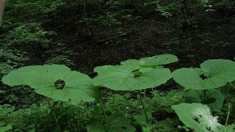Burdock in the woods Stock Footage 77579999