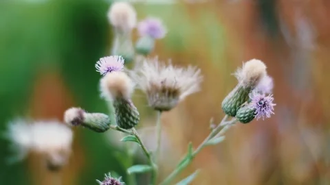 Burdock's burr staggers in the wind. Close-up Stock Footage 138046502