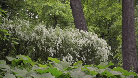 Burdocks in the forest and a white bush Stock Footage 158023141