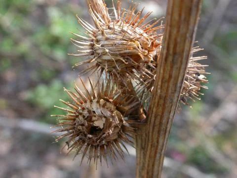 Burdocks Stock Photos