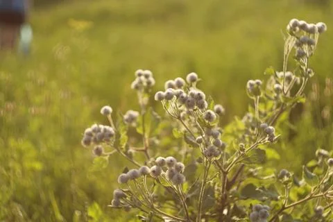 Burdocks Stock Photos