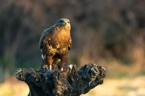 Bureo buteo Common Buzzard Stock Photos