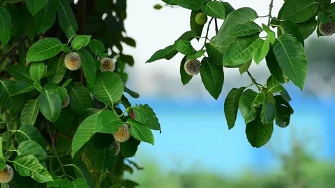 Burflower-tree evergreen tree Stock Footage 280347901