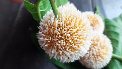 Burflower tree fruit. Stock Footage 156498780