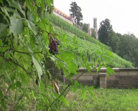  burg Vídeo Stock 519937