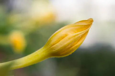 Burgeon Stock Photos