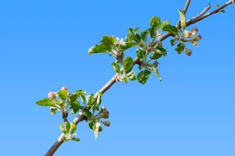 Burgeoning apple tree branch Foto stock