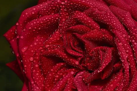 Burgund rose with water drops Stock Photos