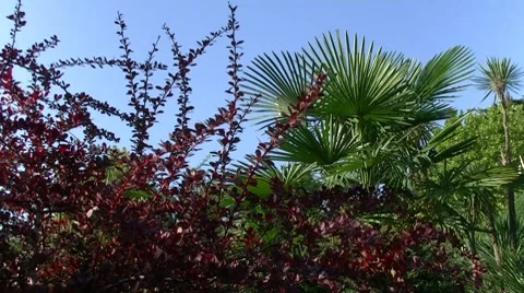 Burgundy bush Stock-Footage 8600978