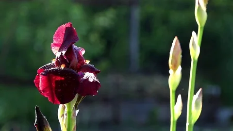 The burgundy color of iris is irresistible. Beautiful iris flowers in sunny day. Stock Footage