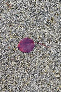 Burgundy fall leaf on fine gray granular textured pebble base background and Stock Photos