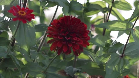 Burgundy flower Stock Footage 159652285