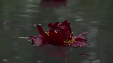 Burgundy Flowers Stock Footage 55375355